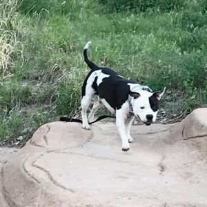 Meet your Posher, Eli